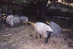 moutons.JPG (95016 octets)